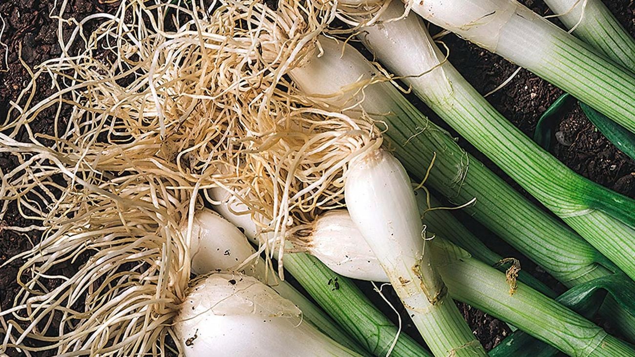 Freshly picked spring onions.