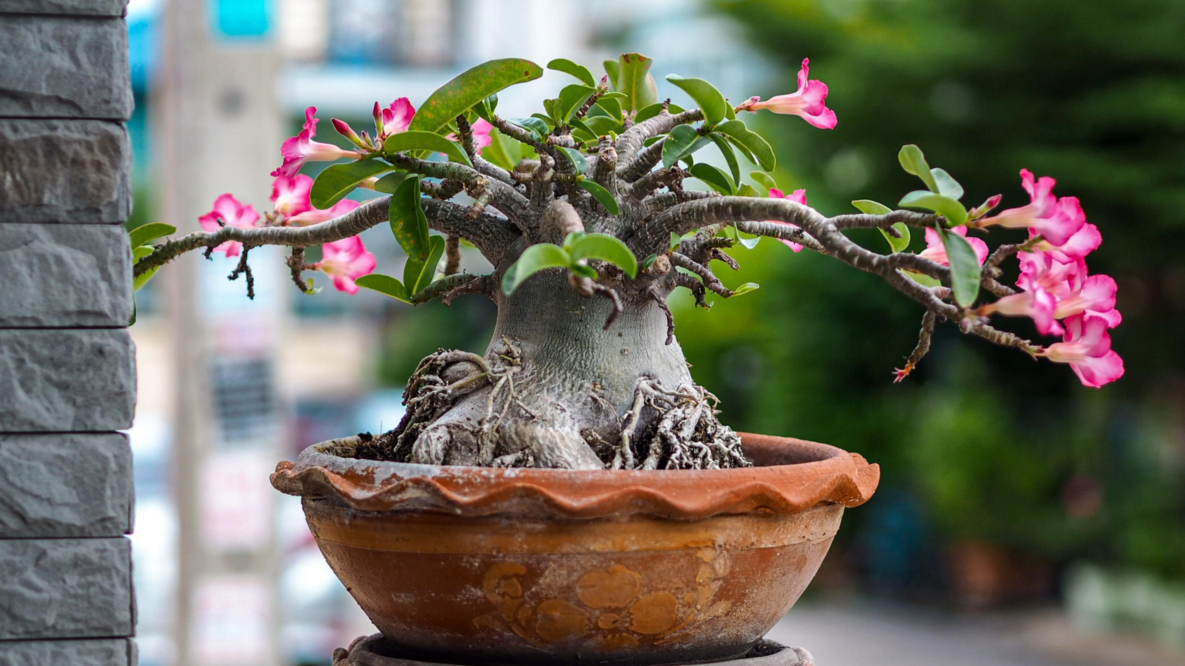 Adenium Pruning Tips Shaping Your Desert Rose