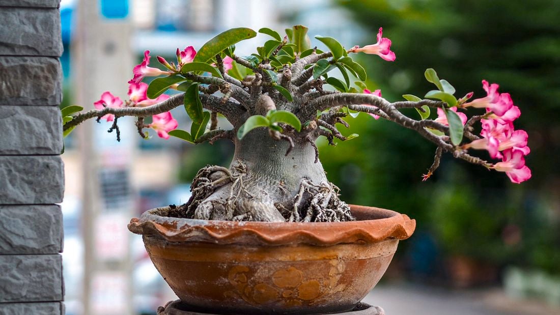 Desert rose in a terracotta pot with exposed roots.
