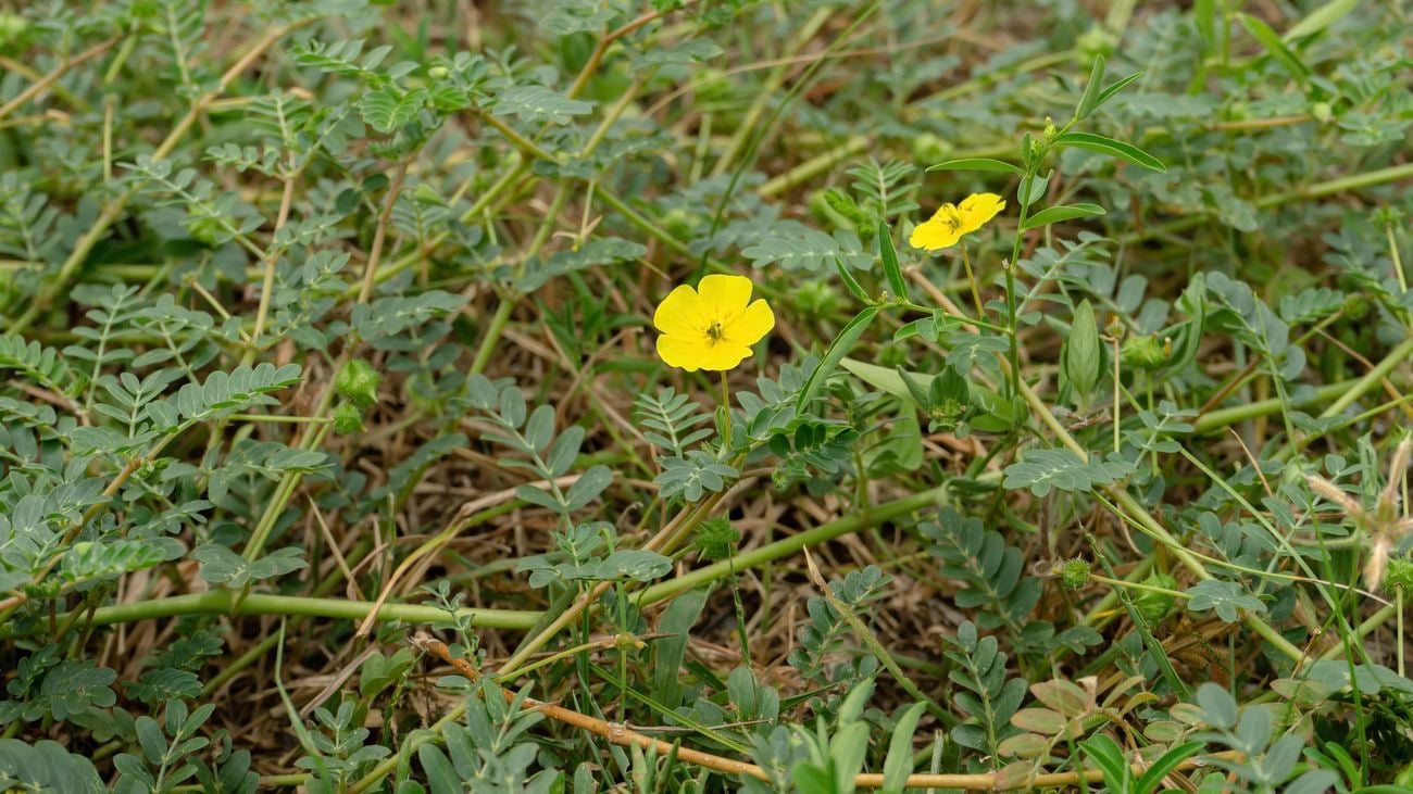 Yellow flowers in frame amongst bindii weeds