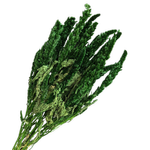 Blooms Of Joy 40cm Green Amaranthus Flowers