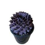  1.9L Supersemp® Onyx - Sempervivum