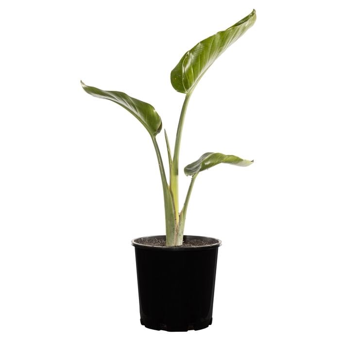 200mm Giant White Bird of Paradise Strelitzia nicholai Bunnings Australia