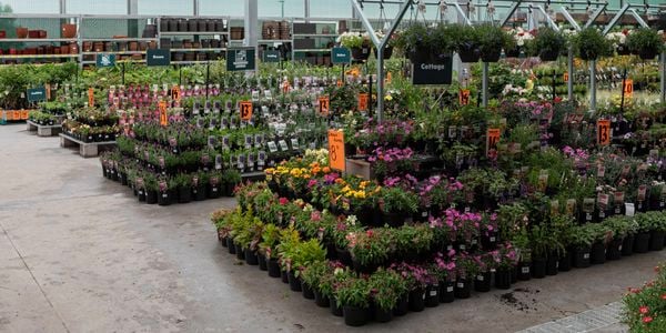 Bunnings nursery department.