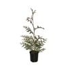 140mm Western Red Cedar - Thuja plicata