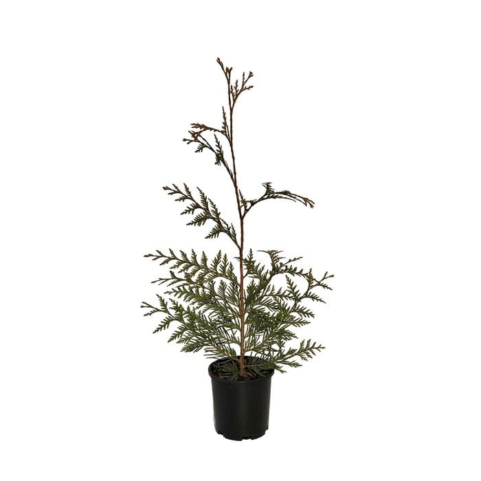 140mm Western Red Cedar - Thuja plicata