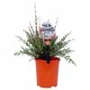 140mm Pick Me Edibles Range Midyim Berry - Austromyrtus dulcis