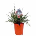 140mm Pick Me Edibles Range Midyim Berry - Austromyrtus dulcis