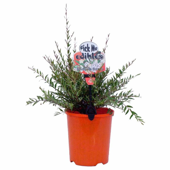 140mm Pick Me Edibles Range Midyim Berry - Austromyrtus dulcis