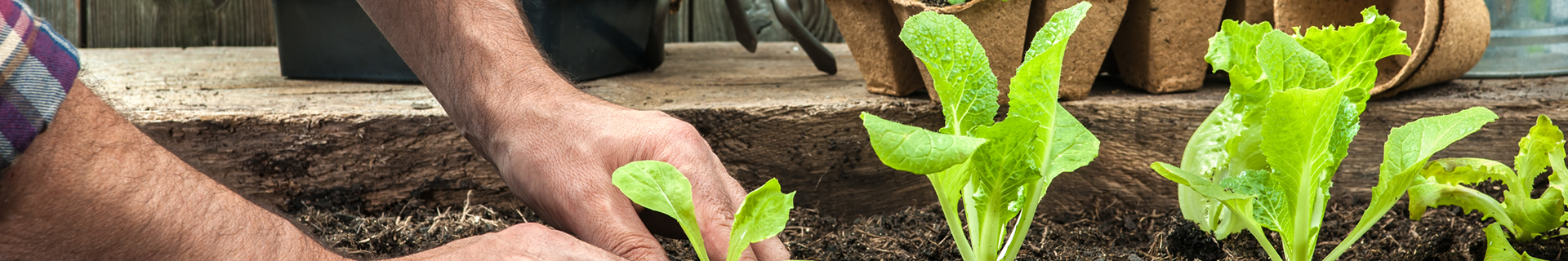 Person planting propagated lettuce in a garden bed