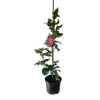2L Camellia Dark Of the Moon - Camellia japonica Dark of the Moon