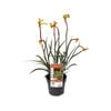 140mm Bush Tenacity Kangaroo Paw - Anigozanthos hybrid Rambocity
