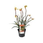 140mm Bush Tenacity Kangaroo Paw - Anigozanthos hybrid Rambocity