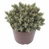 2L Hebe Red Edge - Hebe albicans