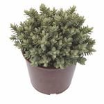 2L Hebe Red Edge - Hebe albicans