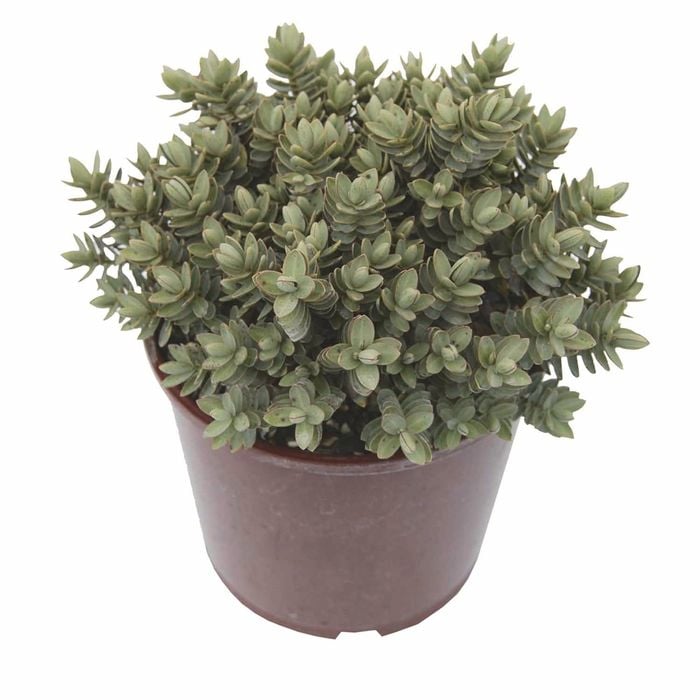 2L Hebe Red Edge - Hebe albicans