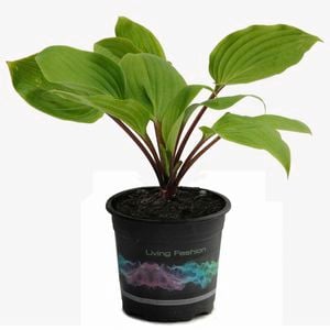 1.5L Hosta  Purple Heart
