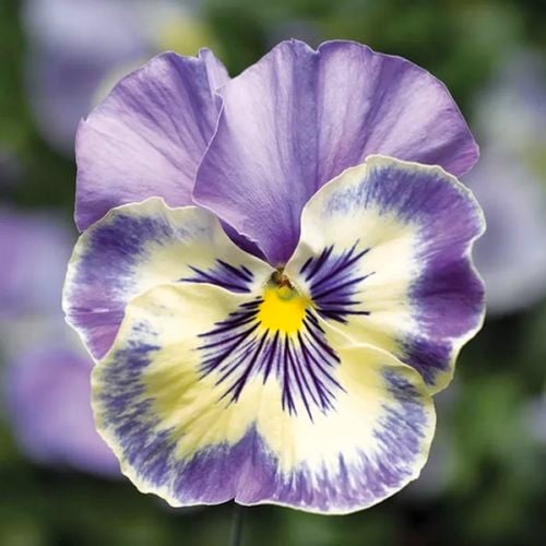 Look out for the new Pansy ‘Vanilla Sky’. This pansy produces masses of pastel blooms early in the season and well into early spring.