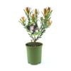 150mm Leucadendron Julie - Leucadendron salignum