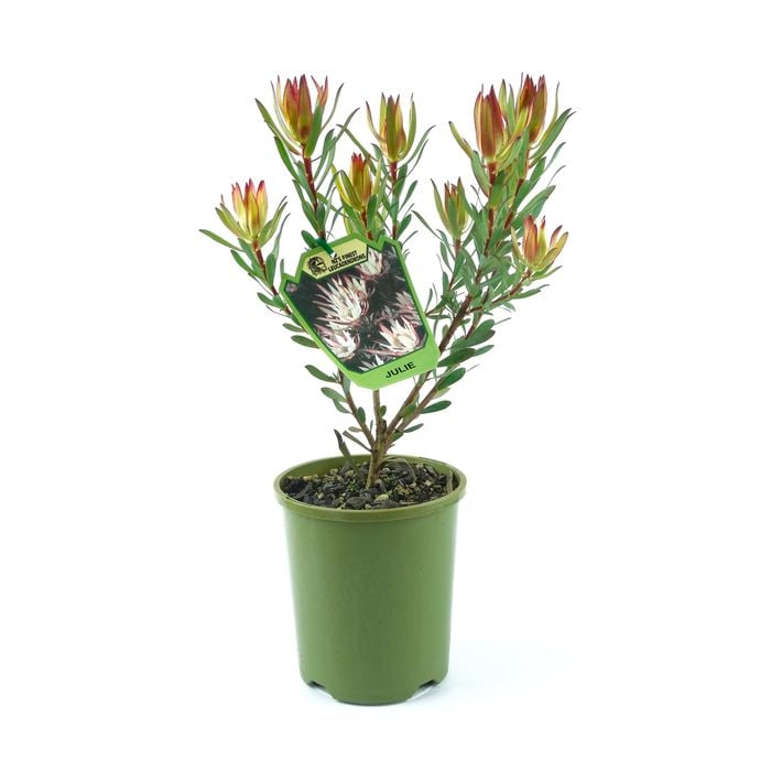 150mm Leucadendron Julie - Leucadendron salignum