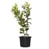 270mm Citrus Lemonicious - Citrus meyer Dwarf Lemonicious Dwarf Patio Lemon