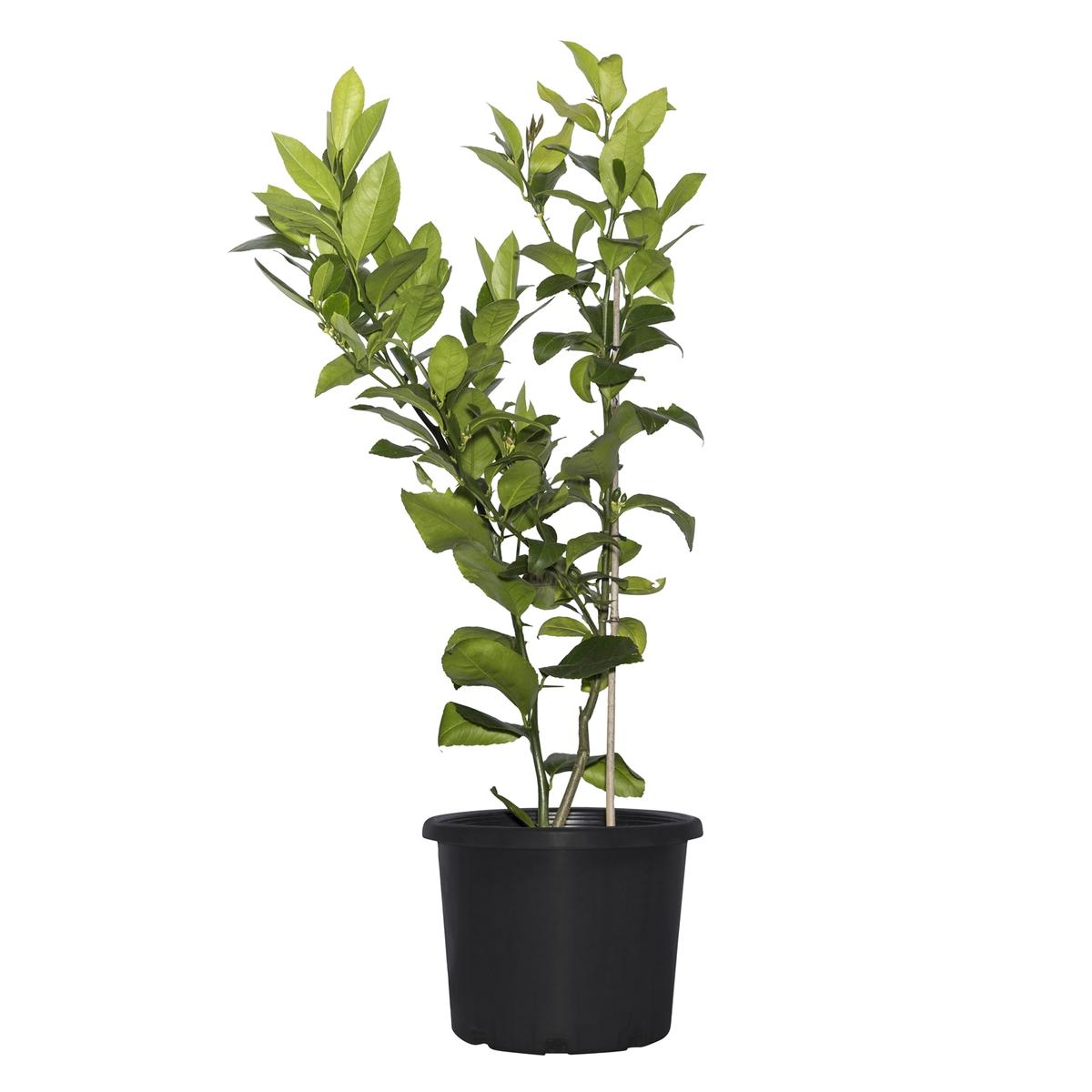 270mm Citrus Lemonicious - Citrus meyer Dwarf Lemonicious Dwarf Patio ...