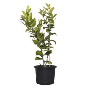 270mm Citrus Lemonicious - Citrus meyer Dwarf Lemonicious Dwarf Patio Lemon