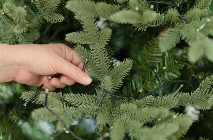 christmas tree being adorned with lights