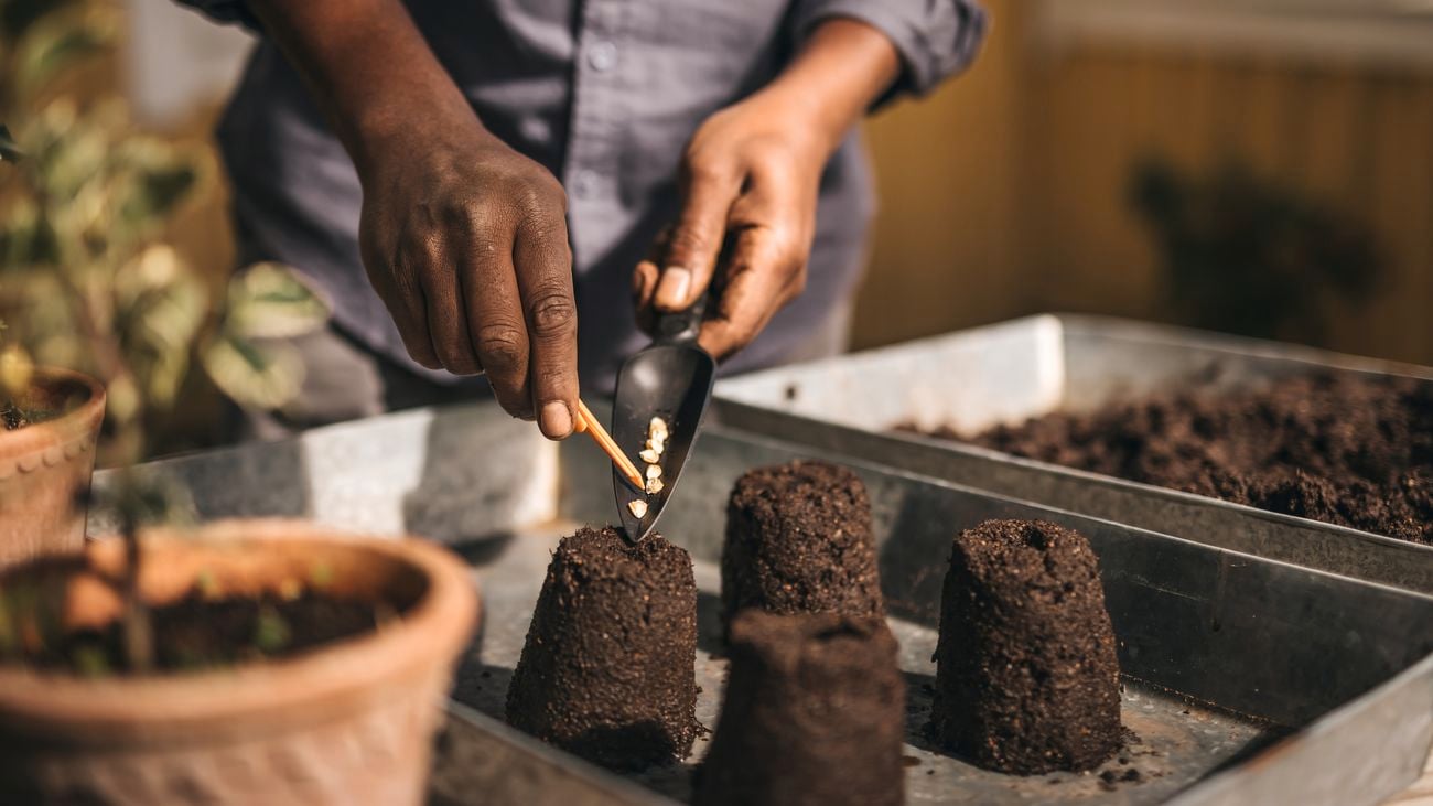 person using seed planting trowel to deposit seeds into soi