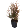 4L Tea Tree - Leptospermum nanum 'Kea'