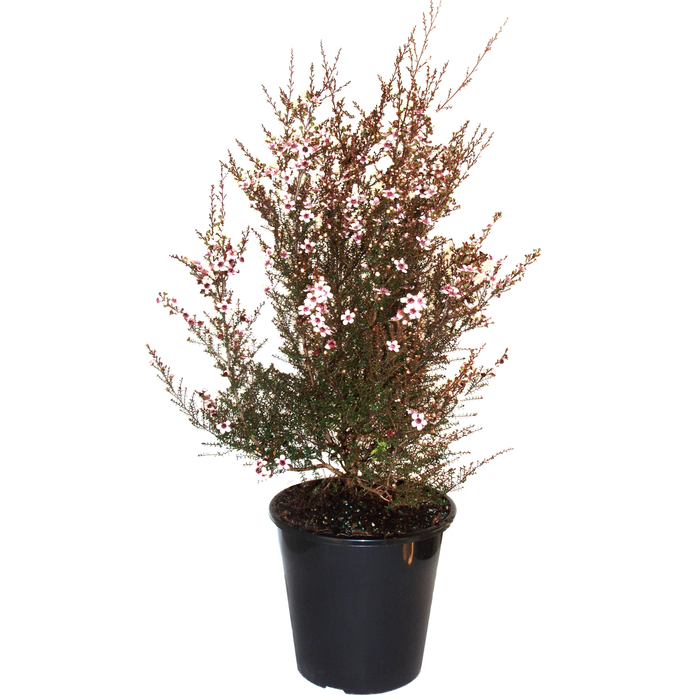 4L Tea Tree - Leptospermum nanum 'Kea'