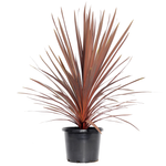 270mm Cordyline Red Star - Cordyline australis