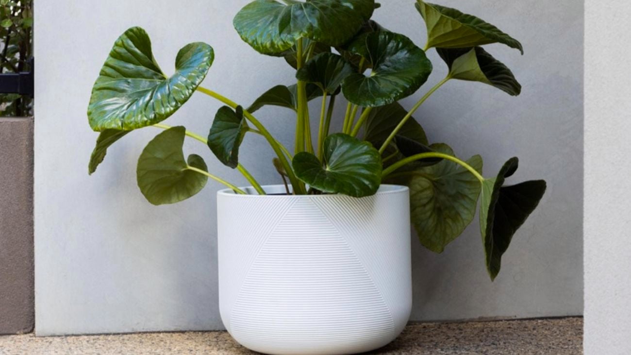 A large white Tuscan Path Gavin planter filled with a green plant with wide round leaves, against a grey cement wall outside