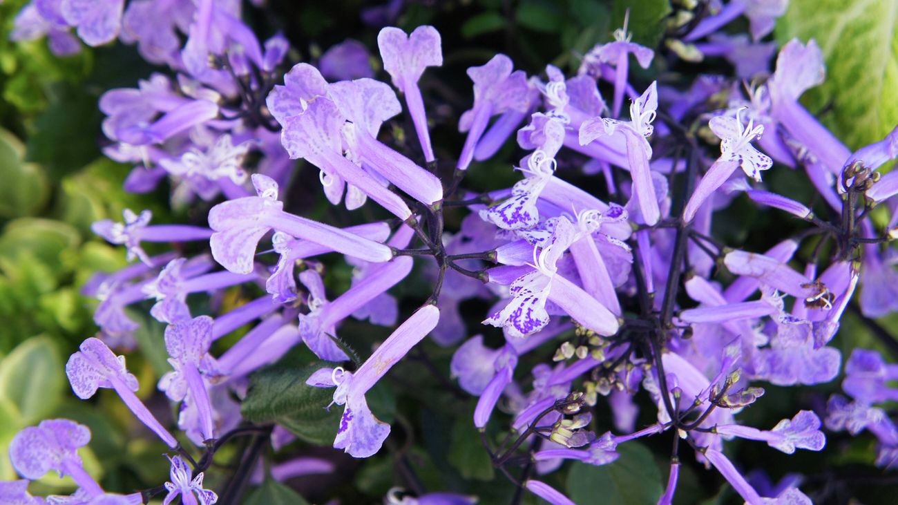  Close up of small, light purple Mona lavender tubular flowers with dark stems and green leaves.