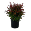 6L Chinese Welcome Bush  - Nandina domestica Gulf Stream