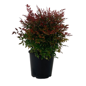 6L Chinese Welcome Bush  - Nandina domestica Gulf Stream
