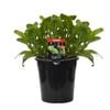 180mm Silverbeet Fordhook - Beta vulgaris