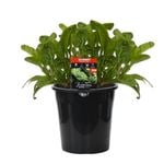 180mm Silverbeet Fordhook - Beta vulgaris