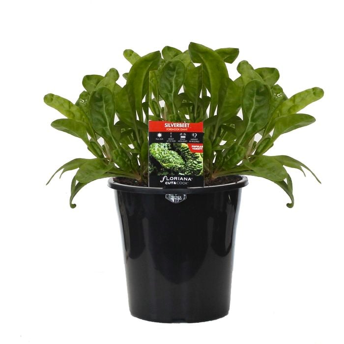 180mm Silverbeet Fordhook - Beta vulgaris