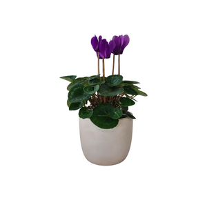 Indoor House Flowers