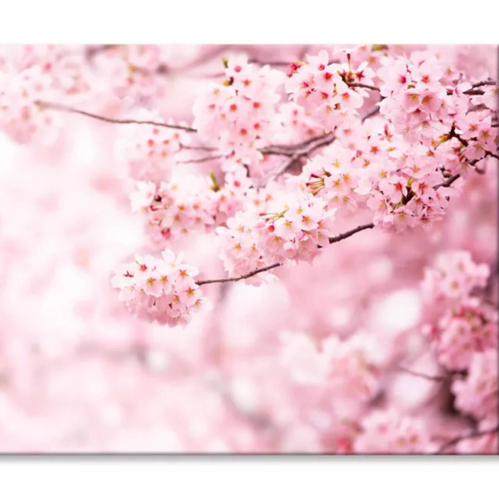 Cherry Blossom In Full Bloom View Print 100% Australian Made 120 x