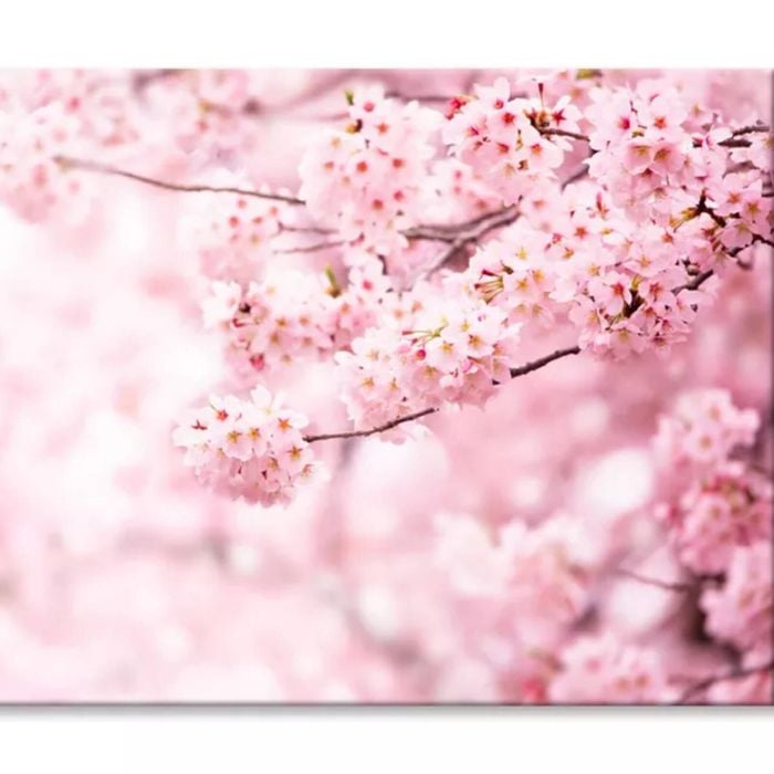 Cherry Blossom In Full Bloom View  Print 100% Australian Made 120 x 90cm  (Stretched)