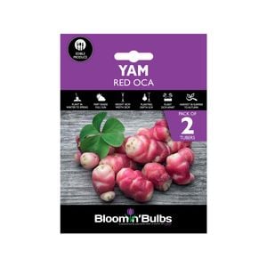 Bloomin' Bulbs Spring Purple Pack Yam Red Oca - 2 Pack