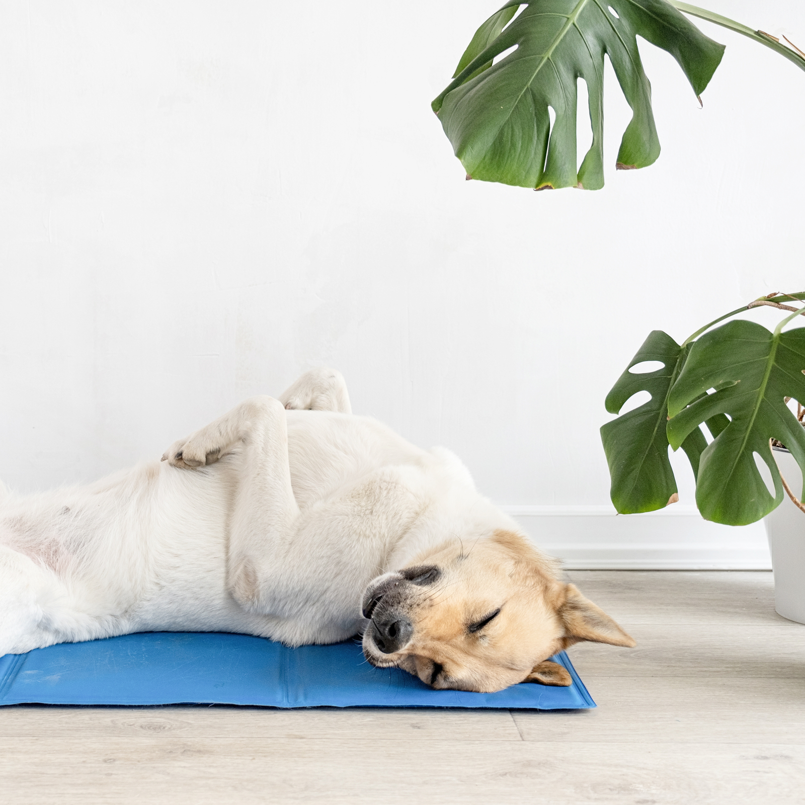 Dog cooling mat bunnings sales