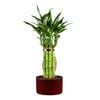 F Size Lucky Bambo - Dracaena sanderiana