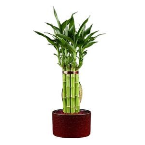 F Size Lucky Bambo - Dracaena sanderiana
