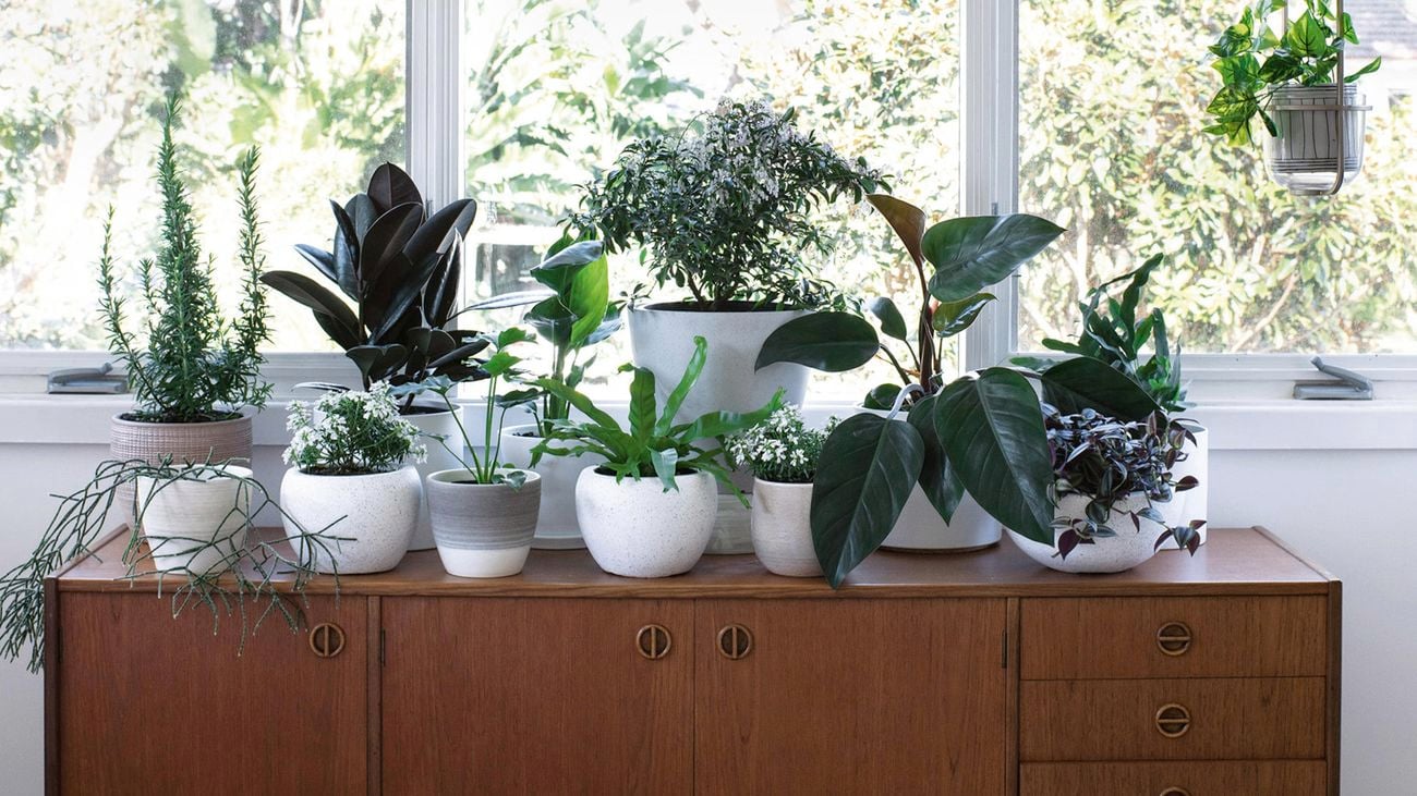 Potted plants sitting on cabinet.