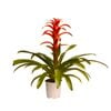 140mm Assorted Bromeliad - Guzmania cultivar