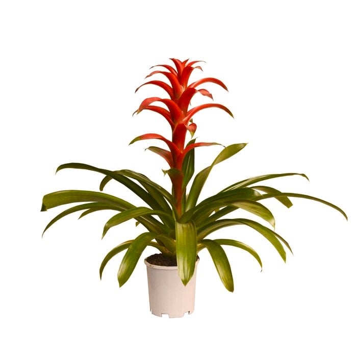 140mm Assorted Bromeliad - Guzmania cultivar