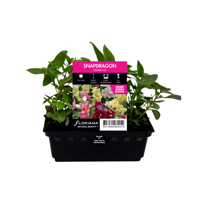 Snapdragon Double Mix Punnet - Antirrhinum majus